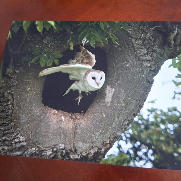 BARN OWL PHOTOGRAPH 16x12