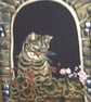 Lovely Grey Tabby cat sitting in window cushion - Image 3