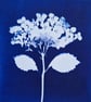 Cyanotype Botanical Print No. 23 - Image 5