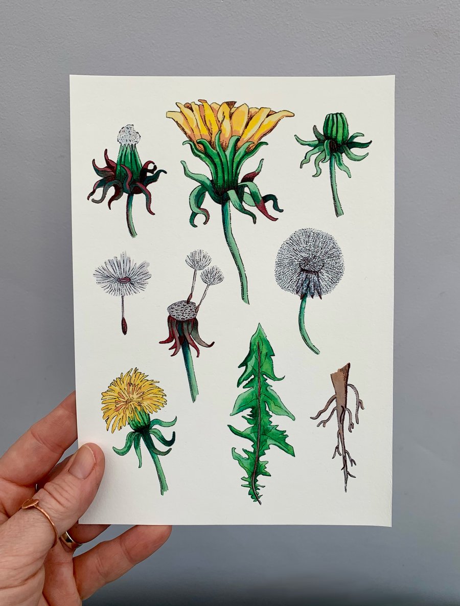 Art print - The dandelion. Art work. Art. Hand drawn. Illustration. Botanicals