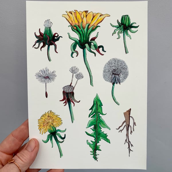 Art print - The dandelion. Art work. Art. Hand drawn. Illustration. Botanicals