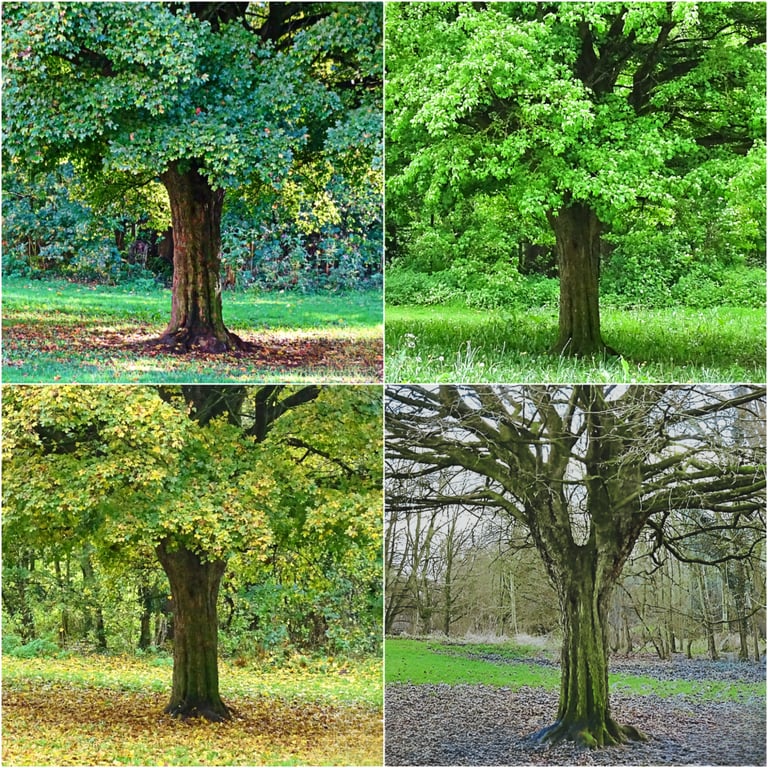 Helen's Photography Prints