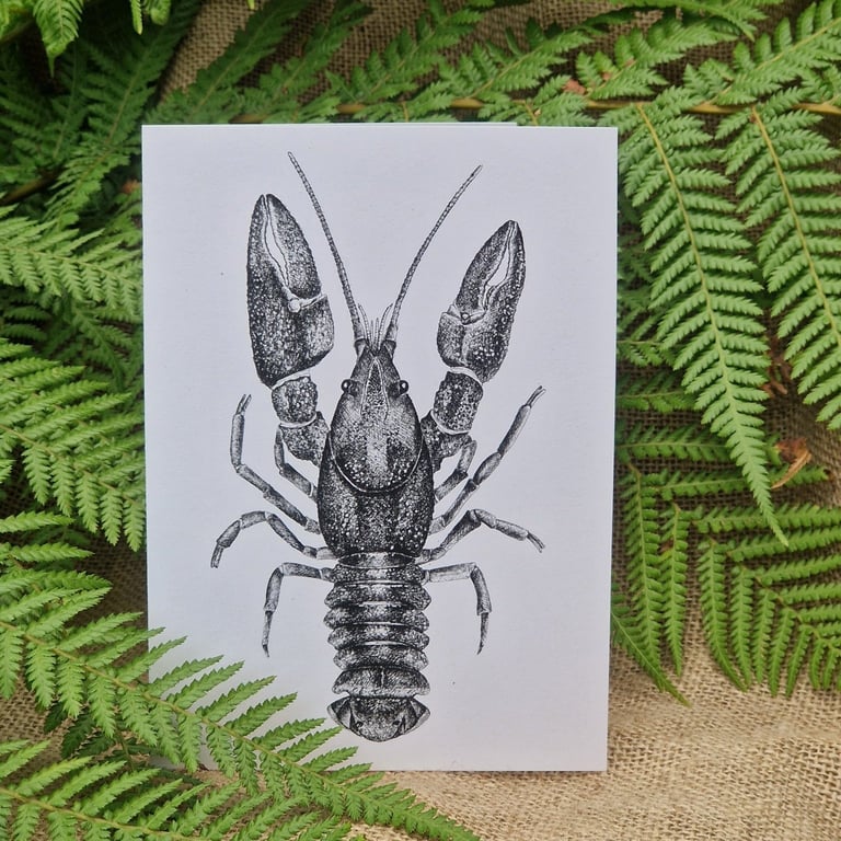 European freshwater crayfish card