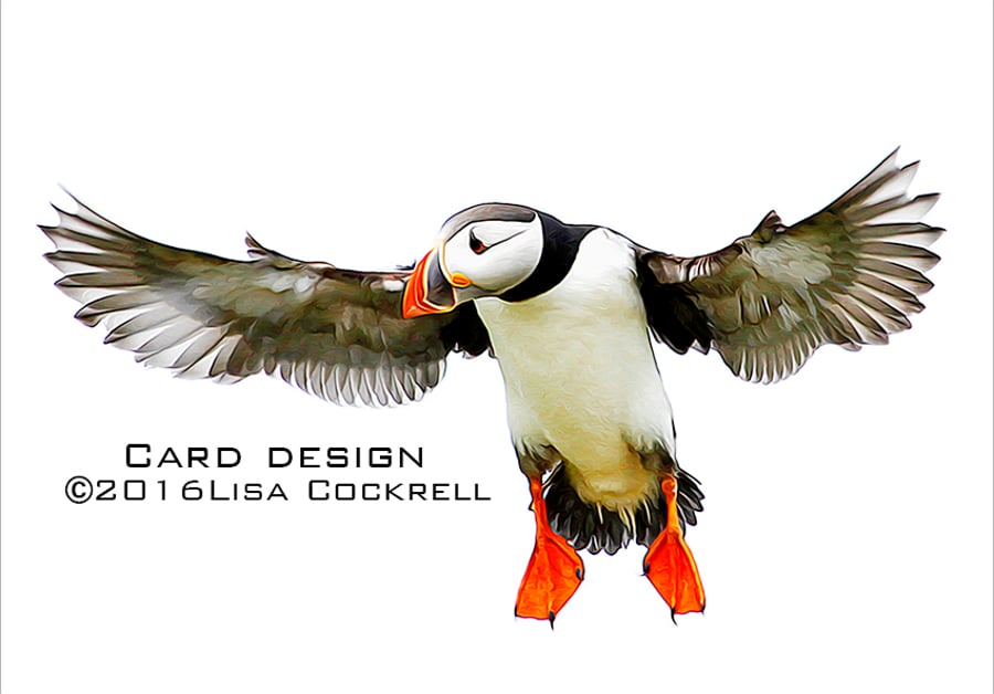 Exclusive Flying Puffin Greetings Card