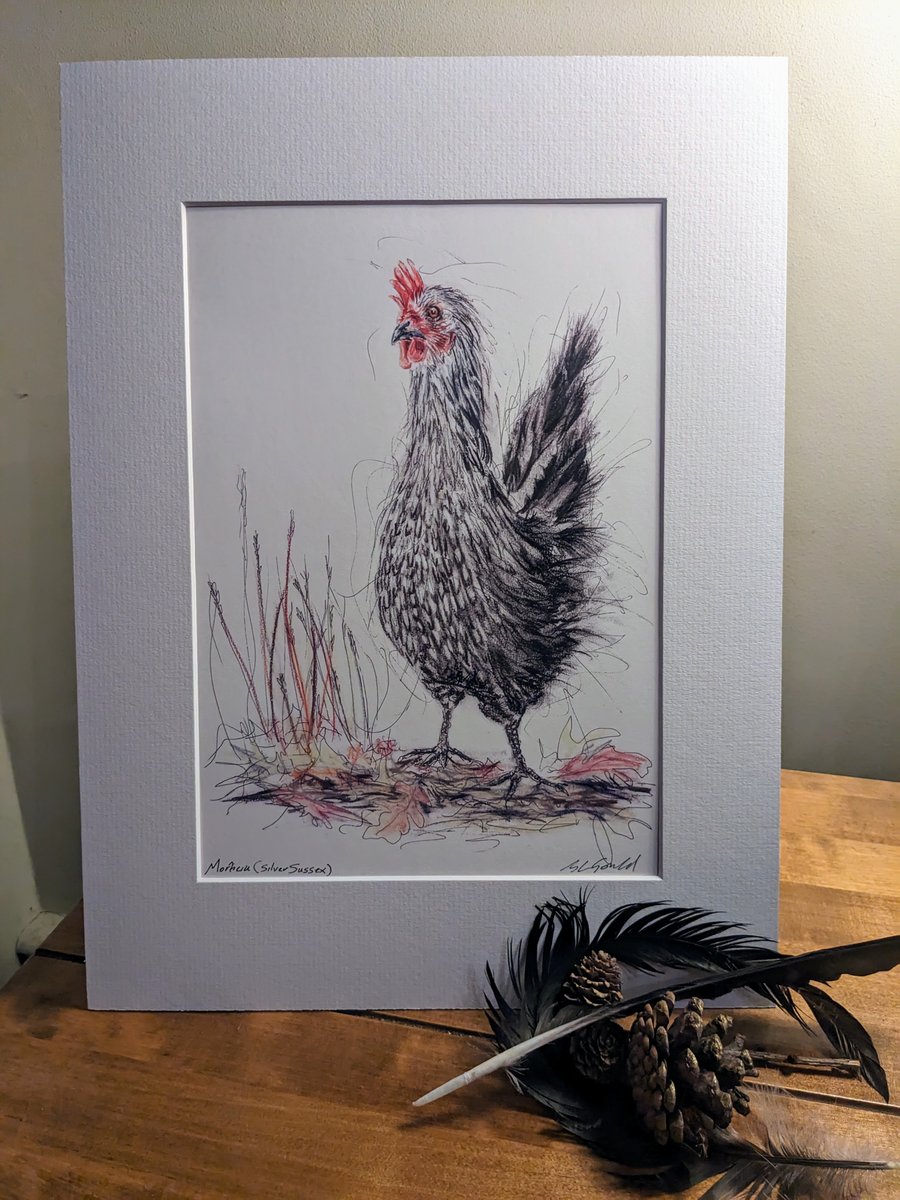 Silver Sussex Hen (Morticia) , an A4 print of an original mixed media drawing