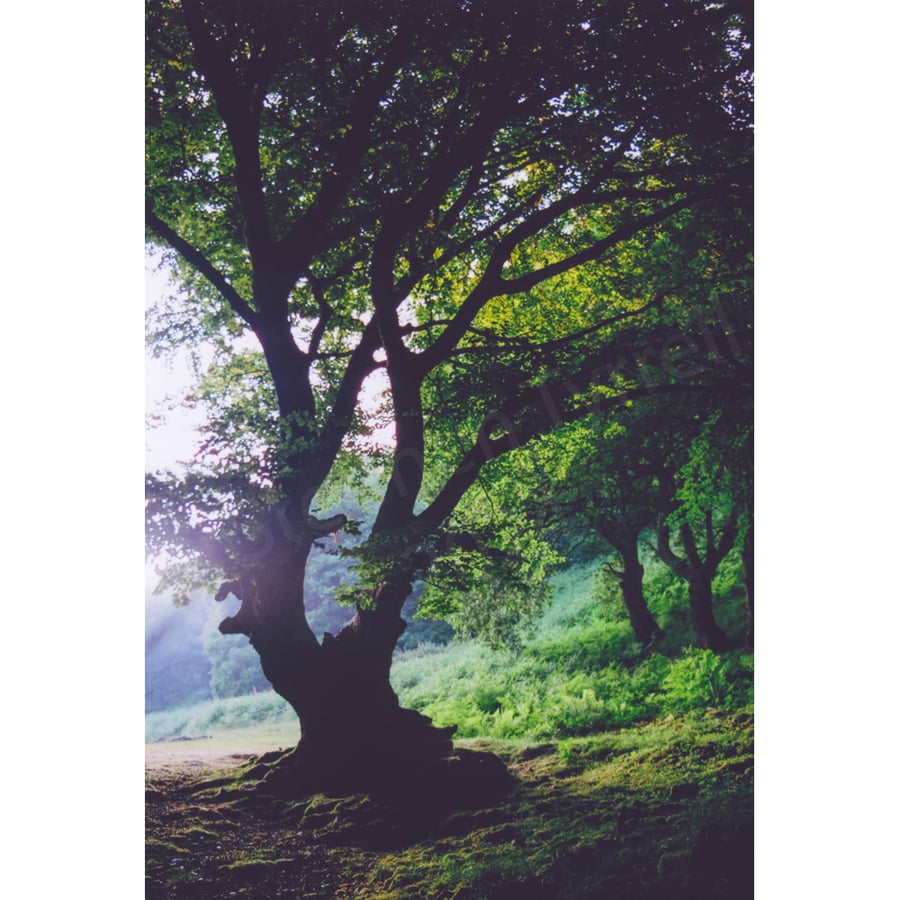 Photographic Print of a silhouetted oak in woodland near Abergavenny