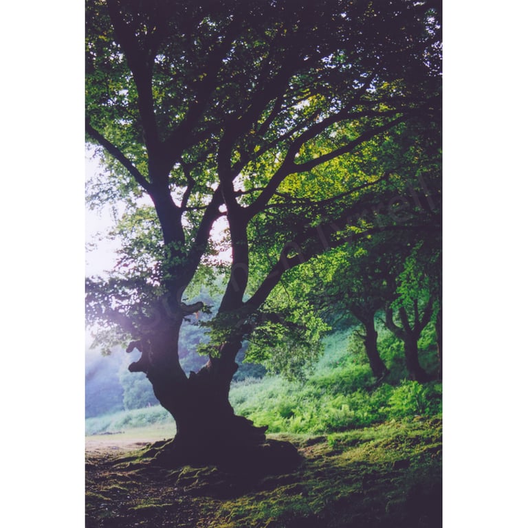 Photographic Print of a silhouetted oak in woodland near Abergavenny