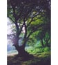 Photographic Print of a silhouetted oak in woodland near Abergavenny - Image 1