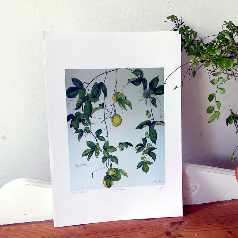 Tropical Fruit Botanical Fine Art Print Beautiful Affordable Jungle  Botanical  