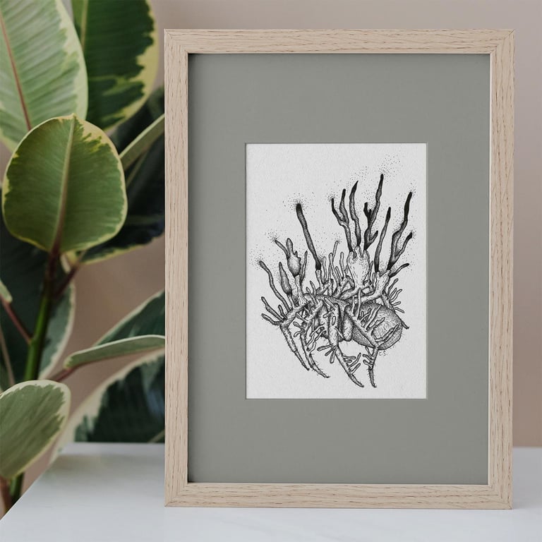 A5 Black and White Print - Illustration of Large Spider Infected with Cordyceps.