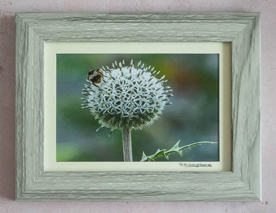 Bee on a Thistle Head - Original Framed Photo