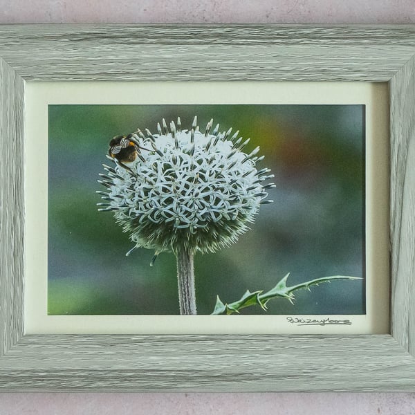 Bee on a Thistle Head - Original Framed Photo