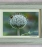 Bee on a Thistle Head - Original Framed Photo - Image 1