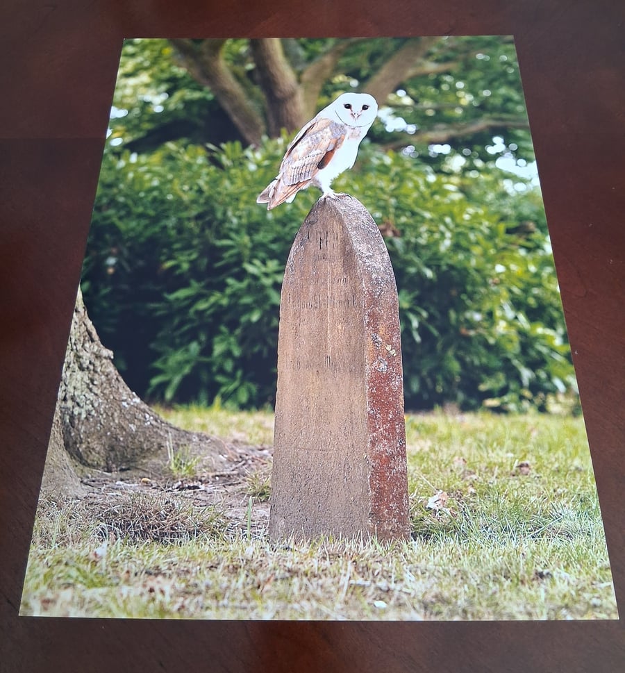 BARN OWL ON A GRAVE STONE PHOTOGRAPH 16x12