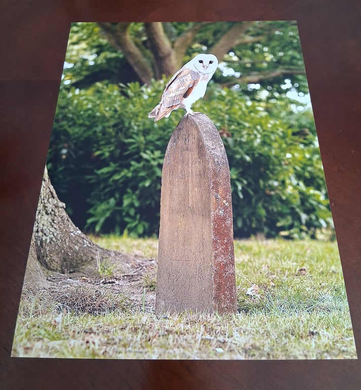 BARN OWL ON A GRAVE STONE PHOTOGRAPH 16x12