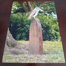 BARN OWL ON A GRAVE STONE PHOTOGRAPH 16x12
