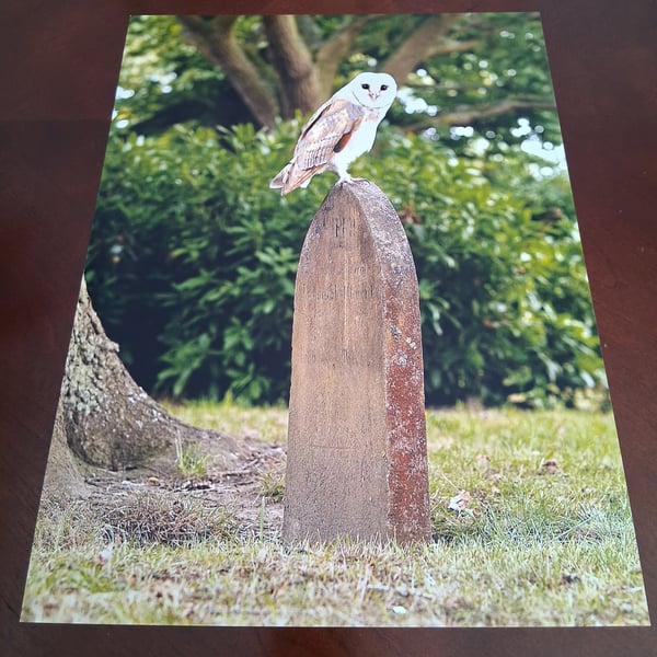 BARN OWL ON A GRAVE STONE PHOTOGRAPH 16x12