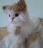 Persian Kitten, dotpebblesknits design, Knitted Cat  - Image 6