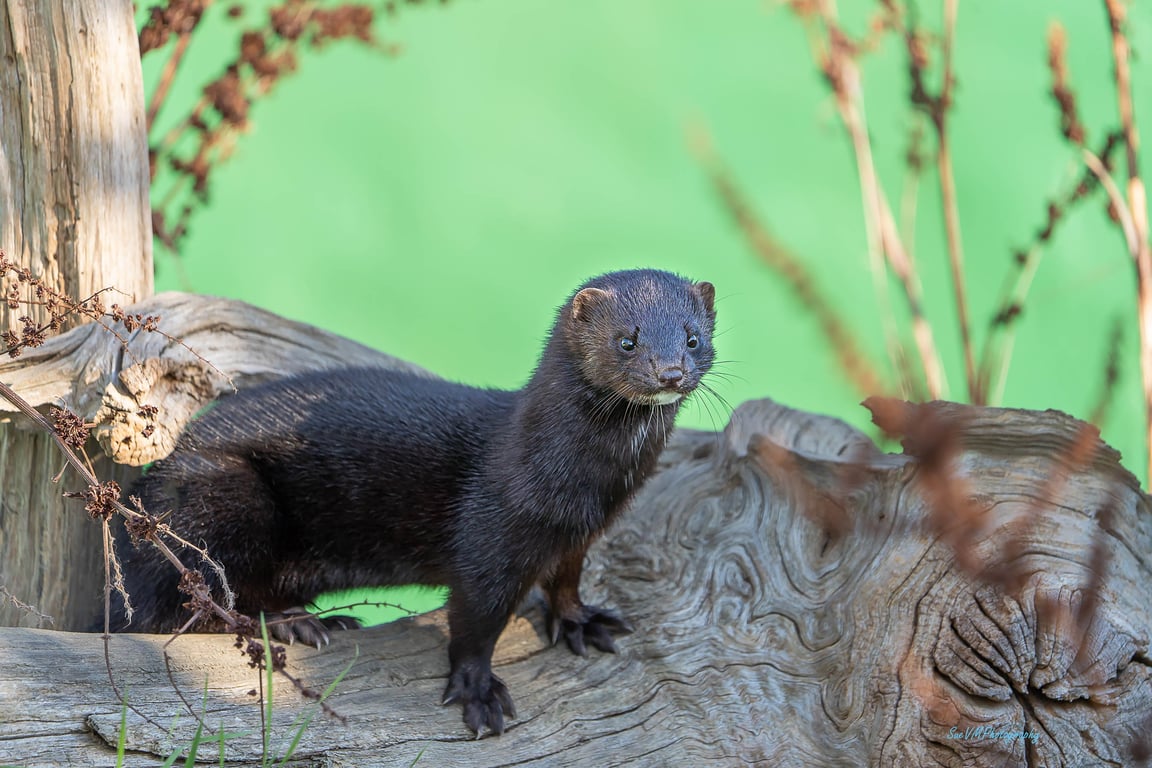 American Mink