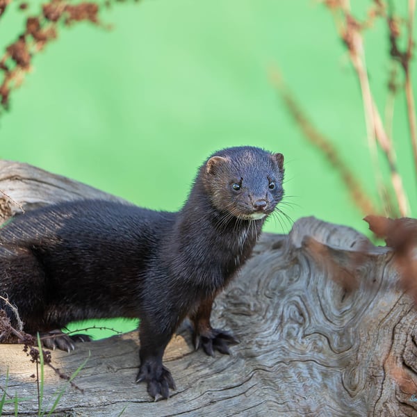 American Mink