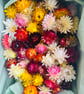 100 Dried strawflower heads, multicolours - homegrown and pesticide free