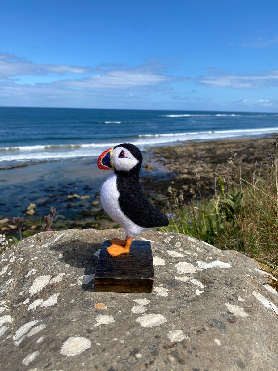 Penelope - Standing Puffin