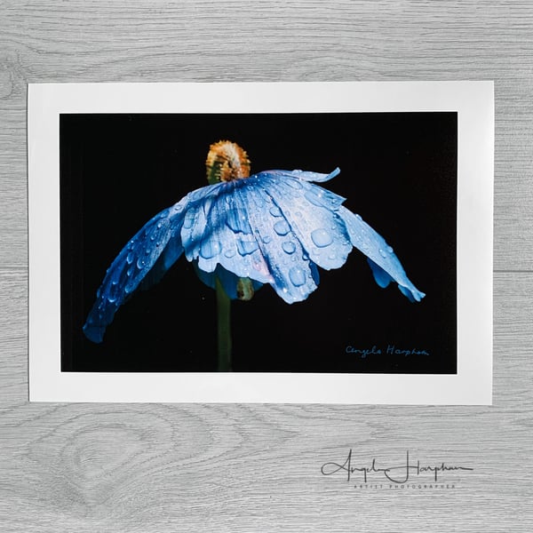 Colour Photograph Fine Art Print A4 - Meconopsis - Himalayan Blue Poppy