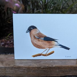 Female Bullfinch Painting 