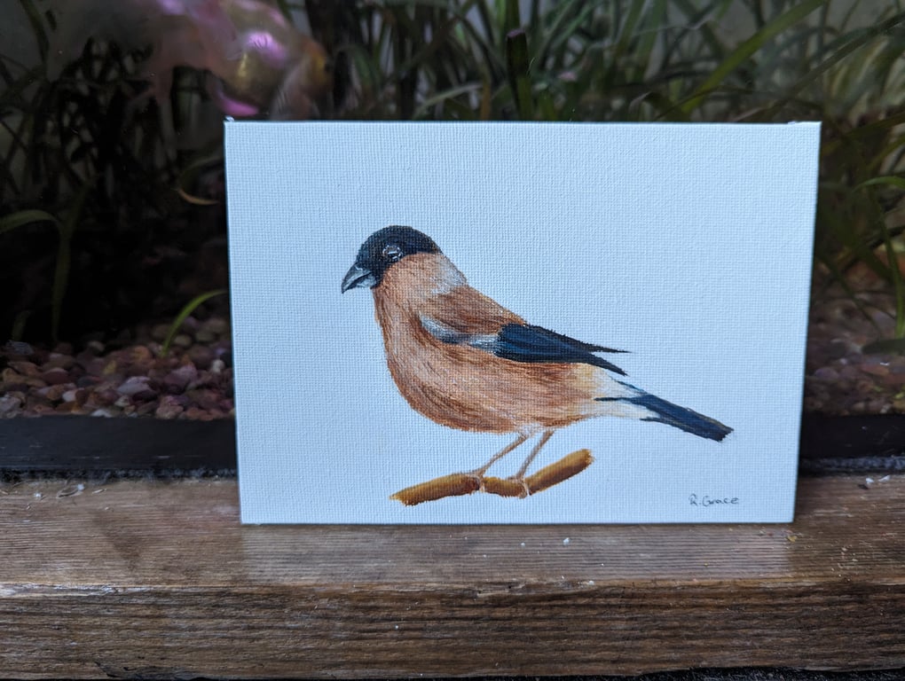 Female Bullfinch Painting 
