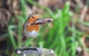 Garden Birds
