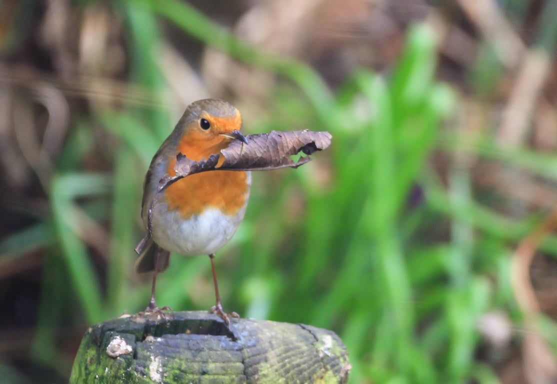 Garden Bird Greetings Card - Robin Photography - Blank inside.