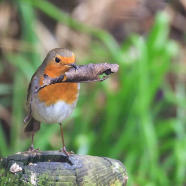 Garden Bird Greetings Card - Robin Photography - Blank inside.