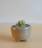 Succulent and cactus pot from series A