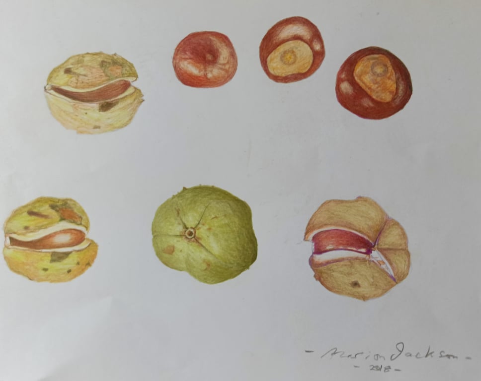 CONKERS - Autumn Bounty