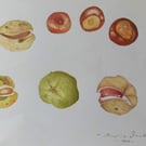 CONKERS - Autumn Bounty