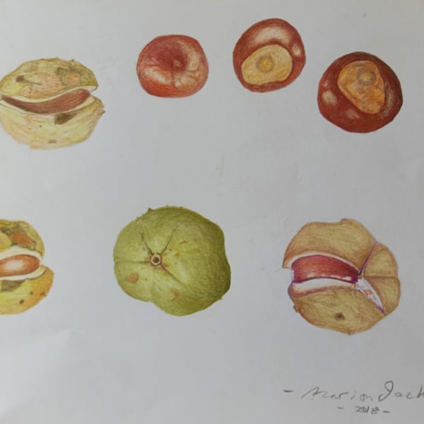 CONKERS - Autumn Bounty