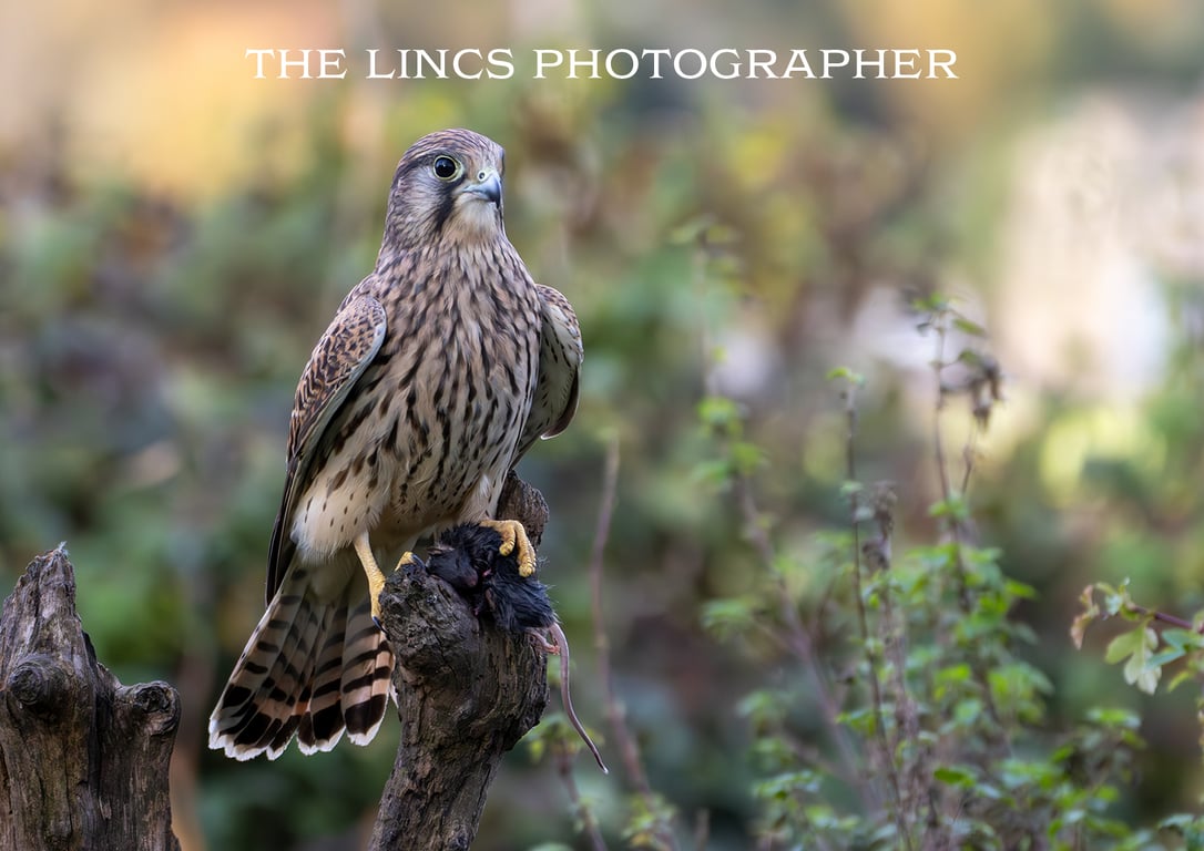 Kestrel print (Limited edition of 10)
