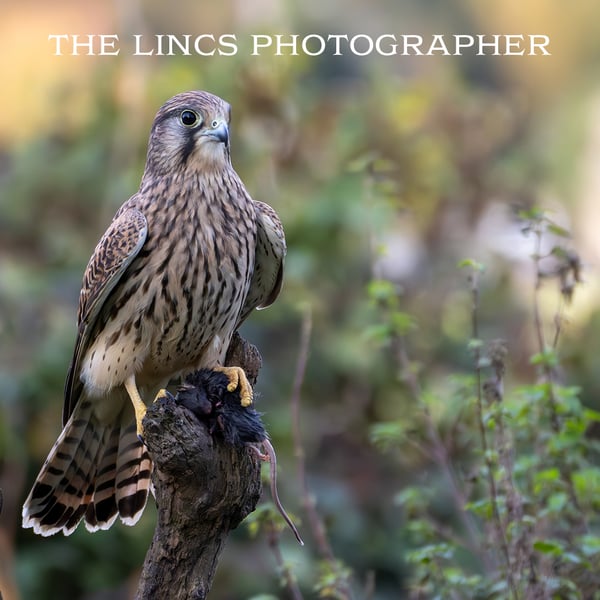 Kestrel print (Limited edition of 10)