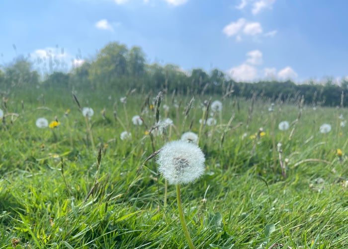 The Wild Meadow