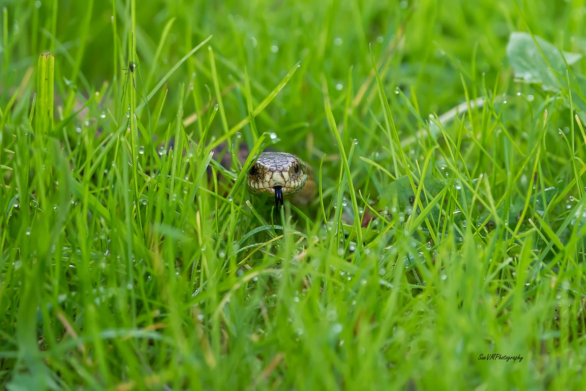 Hunting Adder: Original Limited Edition Hand-Signed Mounted Snake Photograph