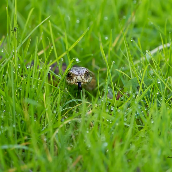 Hunting Adder: Original Limited Edition Hand-Signed Mounted Snake Photograph