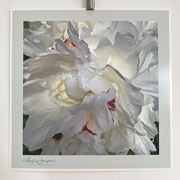 Colour Photograph - White Peony Portrait Fine Art