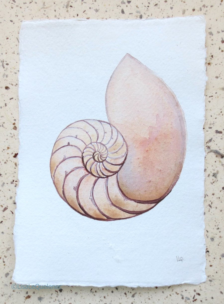 Chambered nautilus sea shell original watercolour painting coastal art beach 