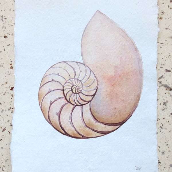 Sale Chambered nautilus sea shell original watercolour painting coastal art 