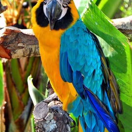 Macaw Parrot Yellow And Blue Bird 12"x18" Print