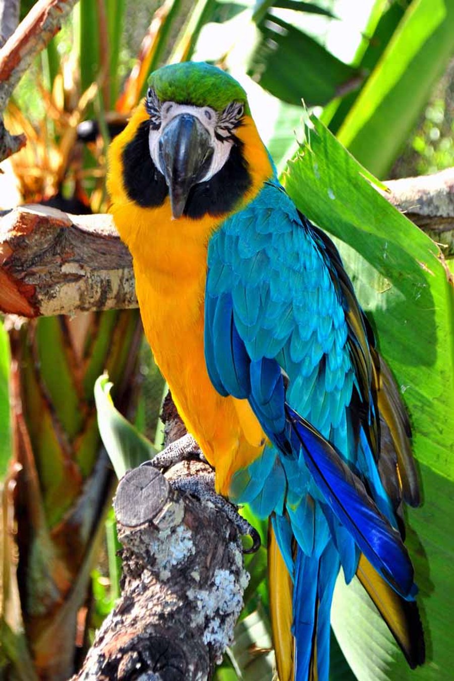 Macaw Parrot Yellow And Blue Bird 12"x18" Print