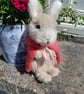 Flopsy Bunny, Dotpebblesknits Design