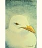 Original ACEO  Seagull Portrait Miniature Painting, Watercolour  - Image 2