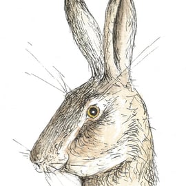 Surprised hare - print from original drawing