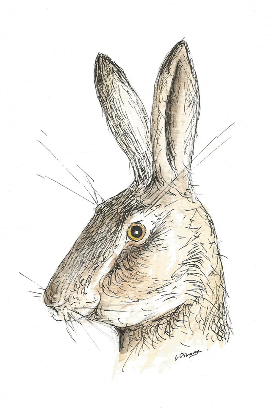 Surprised hare - print from original drawing